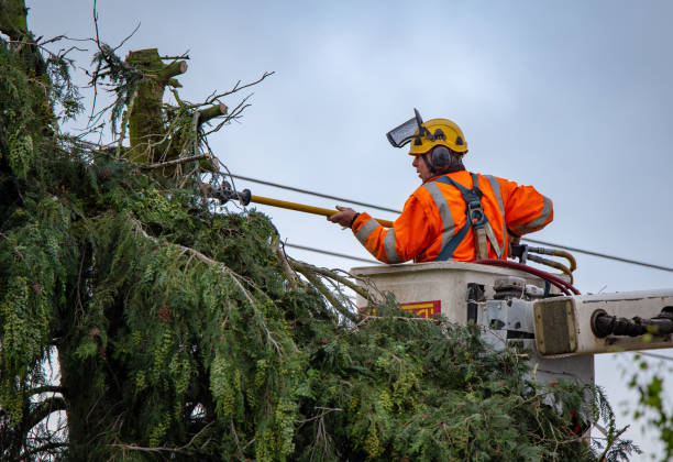 Best Tree Maintenance Programs  in Vicksburg, MI